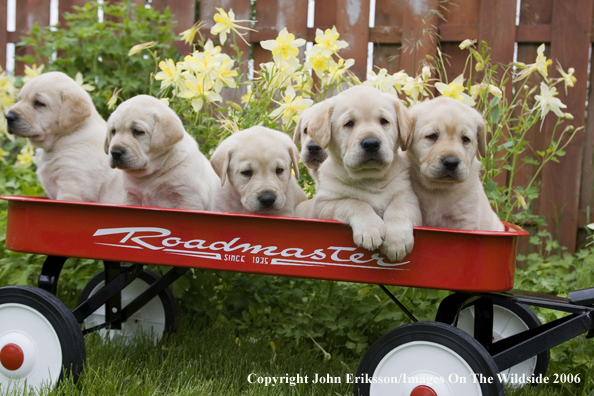 Yellow Labrador Retriever puppies.