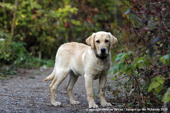 Yellow Labrador Retriever puppy