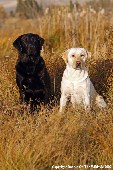 Yellow and Black Labrador Retrievers