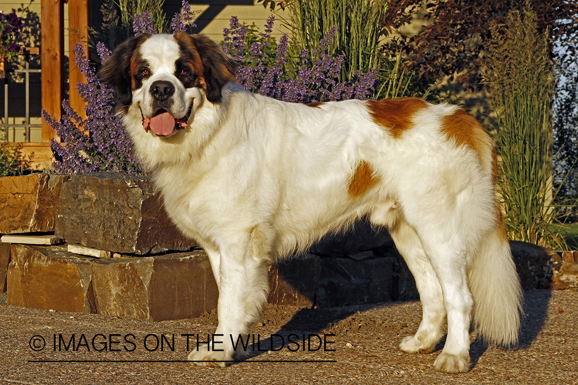 St. Bernard