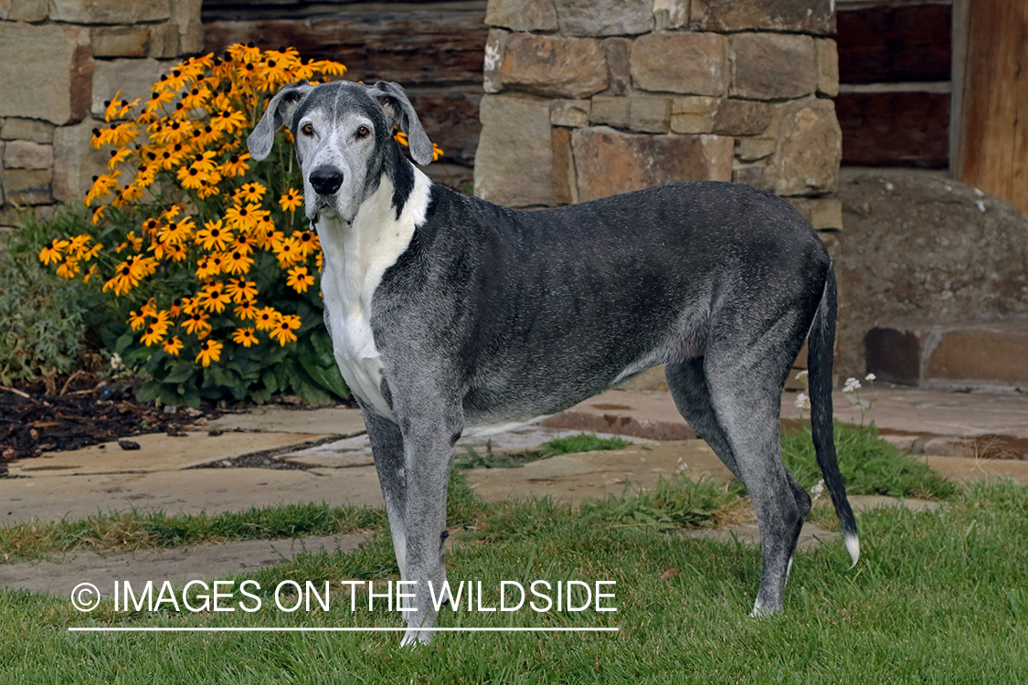 Great Dane in grass.