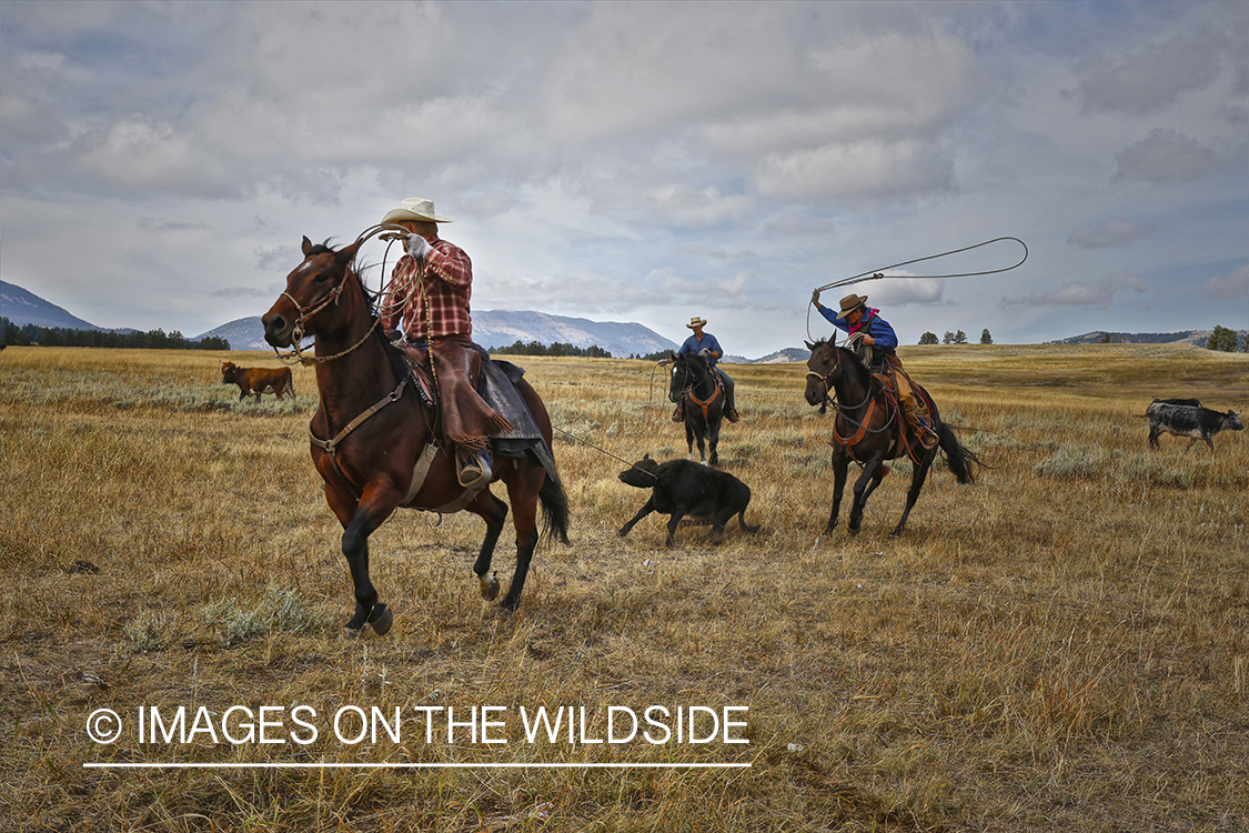 Coyboys and cowgirls herding cattle to be branded.