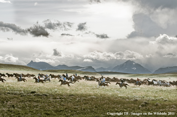 Cowboys and Cowgirls pushing herd of horses