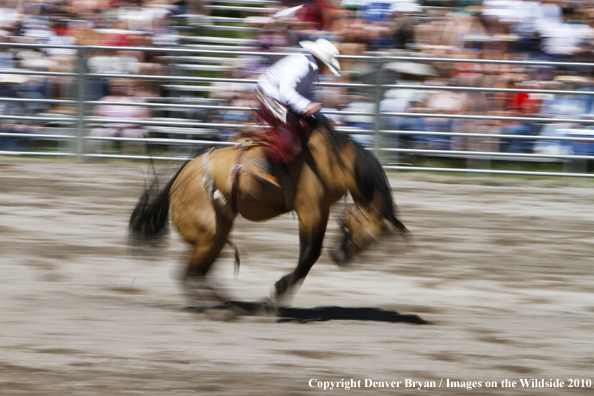 Augusta Rodeo