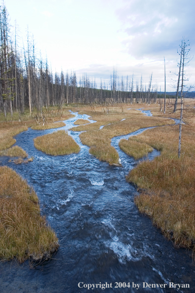 Yellowstone Landscape