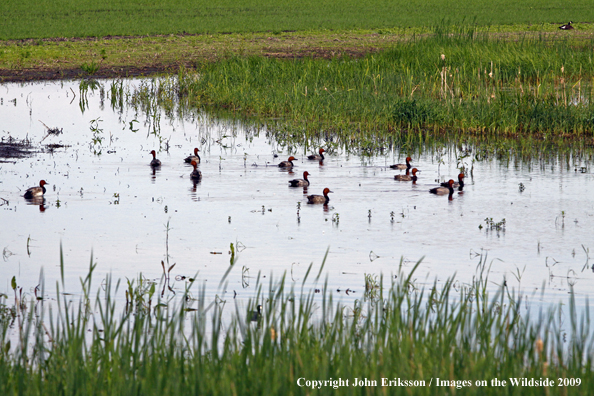 Redhead ducks on wetlands