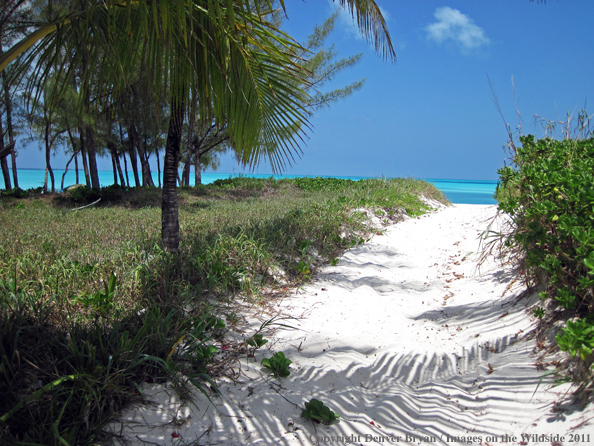 Beach in the Bahamas.                                