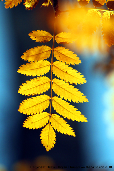 Autumn Vegetation