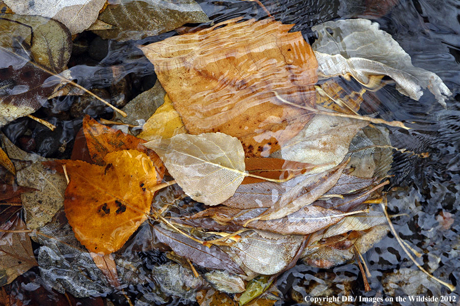 Cottonwood leaves in stream bed.