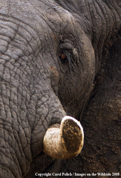 Elephant bull head shot