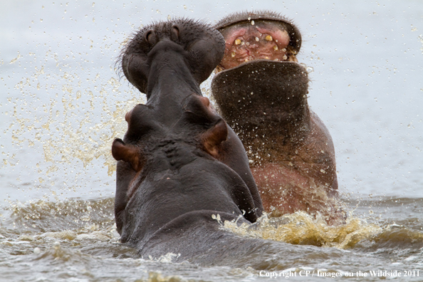 Hippos fighting in water. 