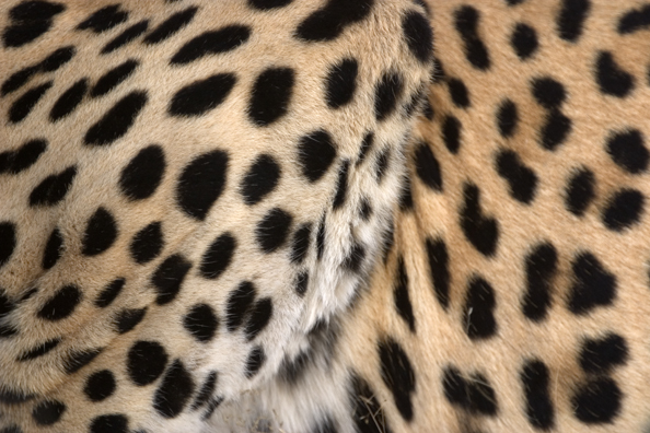 Close-up of leopard spots