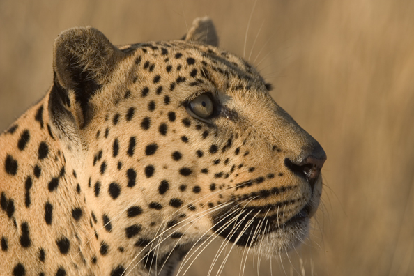 Leopard (portrait). Africa