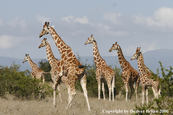 African Reticulated Giraffes