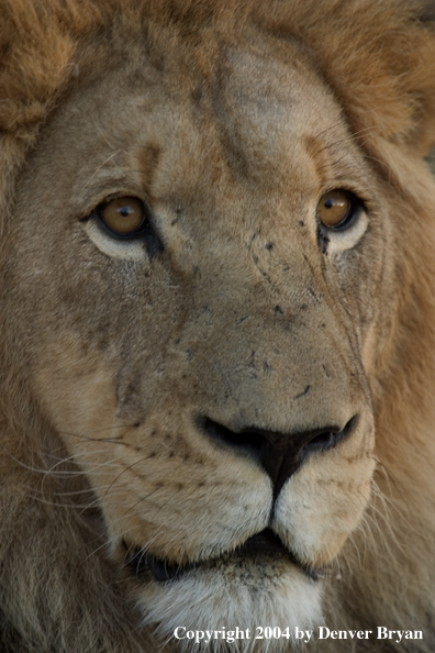 Male African lion in habitat (closeup). Africa