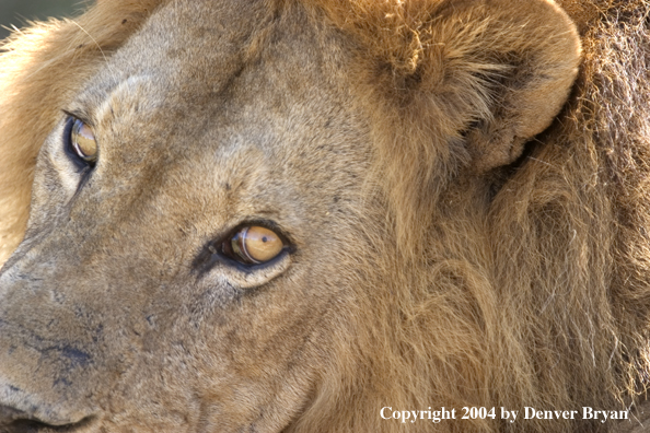 Male African lion in the bush