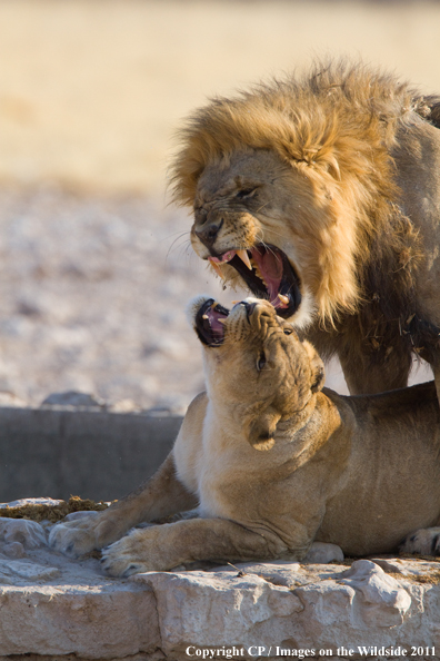 Male and female lion breeding. 