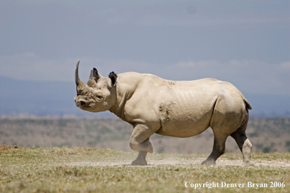 Black rhino in Africa.