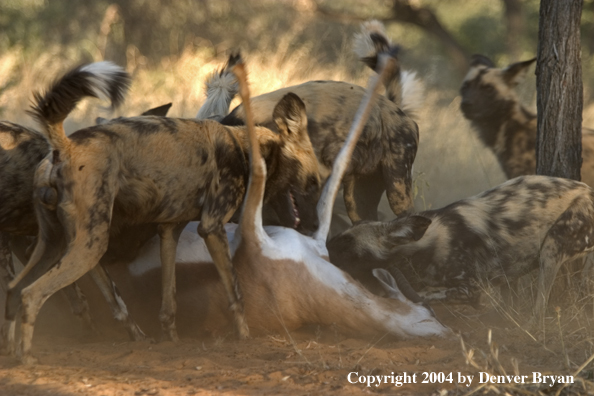 Pack of African Wild Dogs feeding on kill.