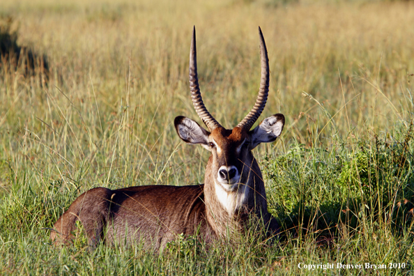 Defassa waterbuck bull.