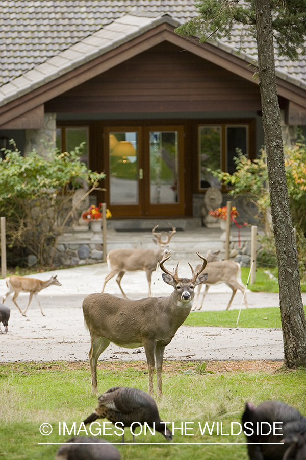 Wildlife (white-tailed deer, Merriam's turkey) in yard.