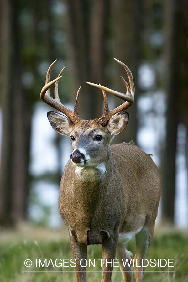 White-tailed deer in habitat. 