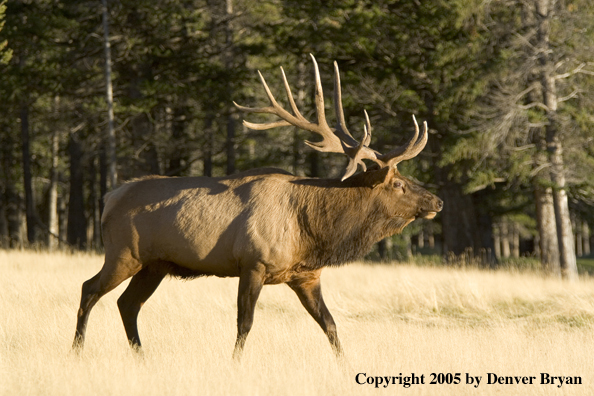 Rocky Mountain bull elk walking in field.