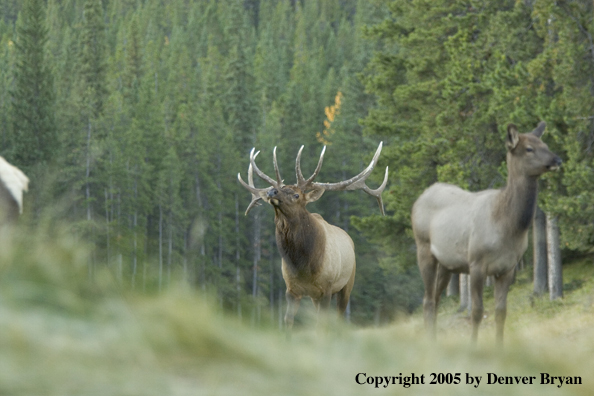 Rocky Mountain bull elk with cow in foreground.