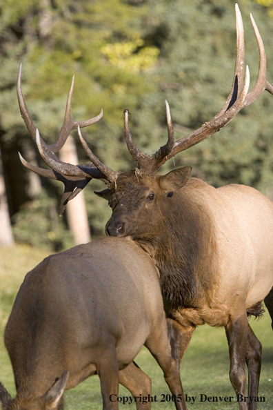 Rocky Mountain bull elk following cow in rut.