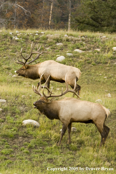 Rocky Mountain bull elk bugling.