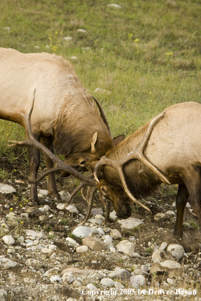 Bull elk fighting.