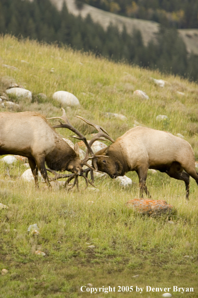 Bull elk fighting.