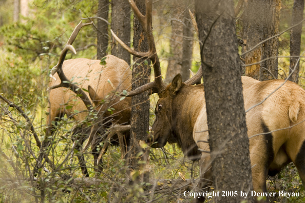 Bull elk fighting.