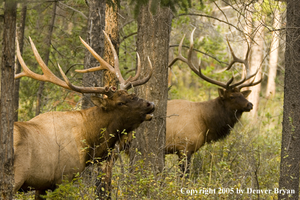 Rocky Mountain bull elk bugling.