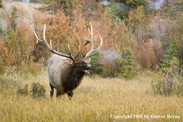 Rocky Mountain bull elk bugling.