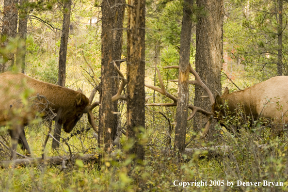 Bull elk fighting.