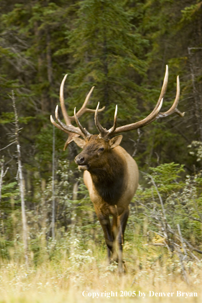 Bull elk in habitat.