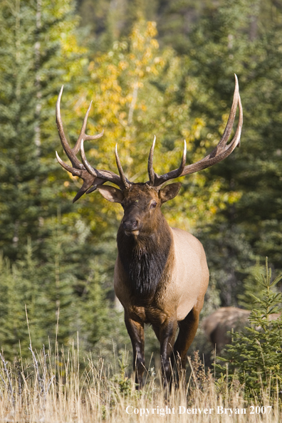 Bull elk in habitat.