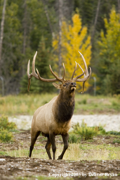 Bull elk in habitat.