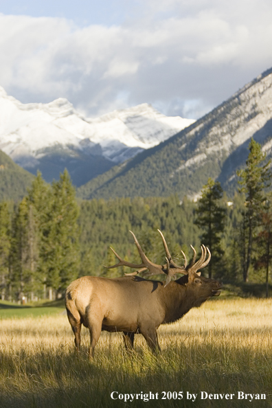 Rocky Mountain bull elk bugling.