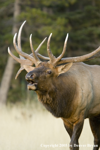 Rocky Mountain bull elk bugling.