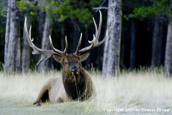 Bull elk in habitat.