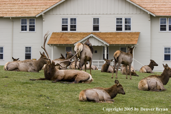 Bull elk in habitat with cows in Yellowstone National Park.