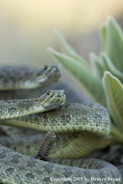 Rattlesnakes on rocks.