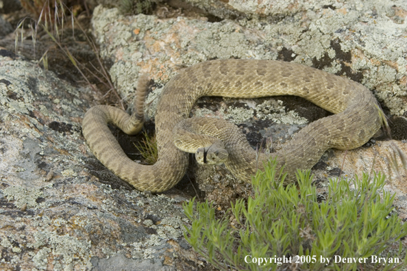 Rattlesnake on rocks.