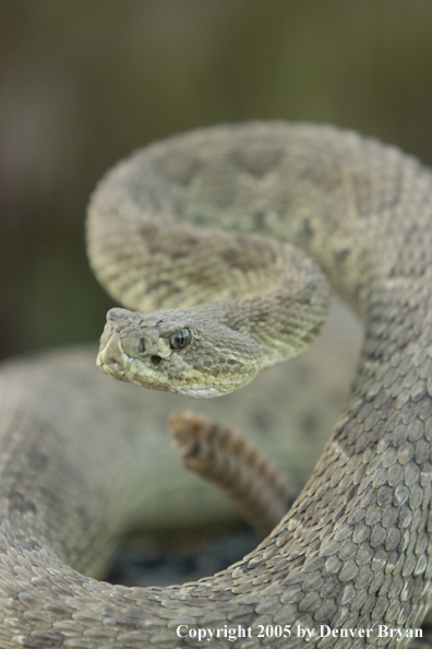 Rattlesnake on rocks.