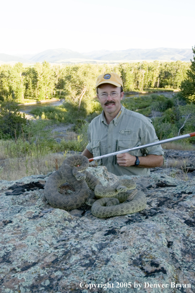 Rattlesnakes on rocks with Denver Bryan behind.