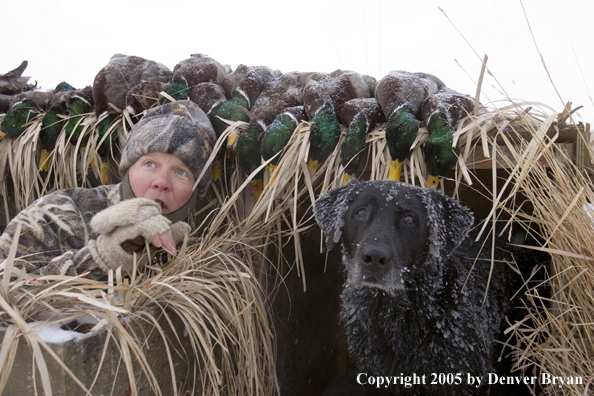 Duck hunter and black labrador in blind with bagged mallards on roof. 