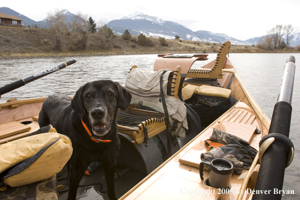 Black Lab in wooden driftboat on Yellowstone River.