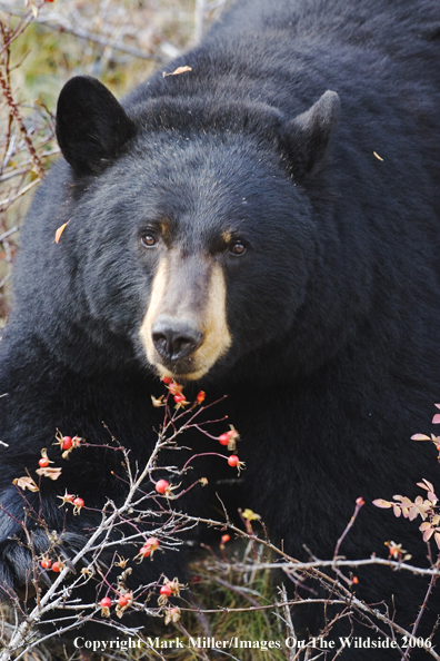 Black bear in habitat.